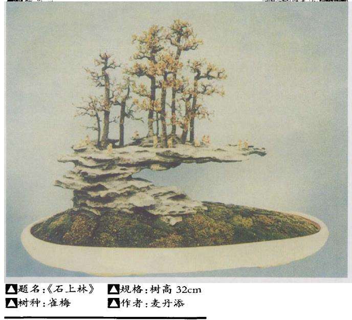 盆景怎样进行立意构图的3个方法 图片