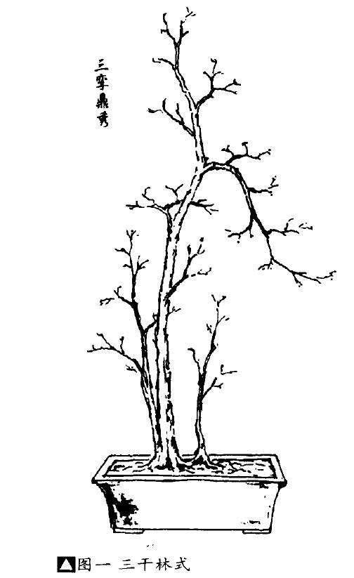 盆景神与形的结合什么是立意构图