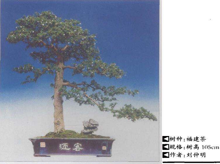 盆景神与形的结合什么是立意构图