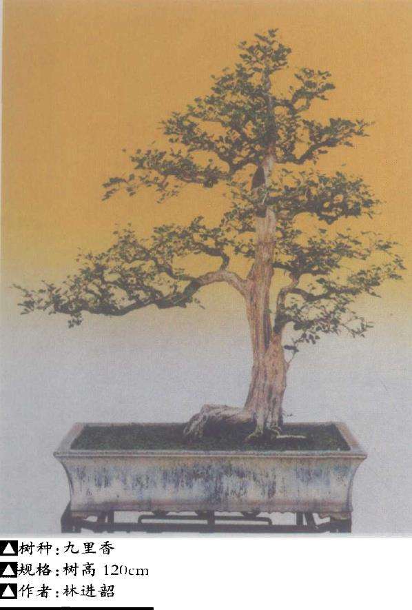 盆景神与形的结合什么是立意构图