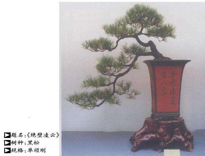 黑松老桩盆景怎么移栽的3个步骤