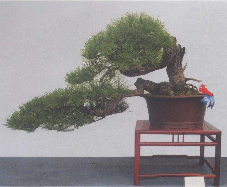 黑松老桩盆景怎么移栽的3个步骤