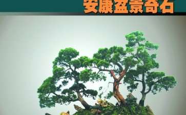 我第一次与《花木盆景》杂志邂逅