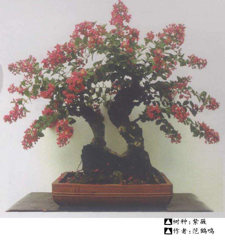 紫薇盆景怎么整形修枝的3个方法 图片