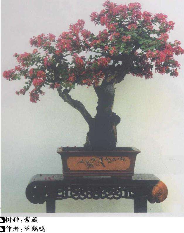 紫薇盆景怎么上盆浇水