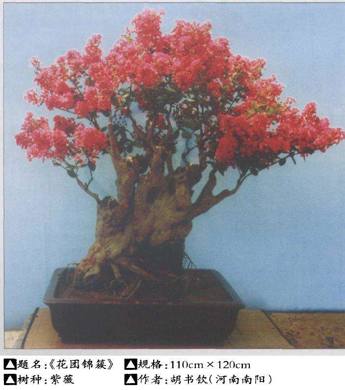 紫薇盆景怎么选择素材