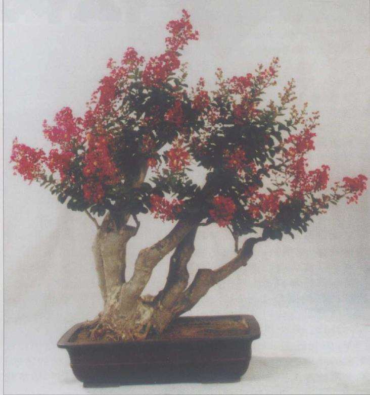 紫薇盆景怎么扦插繁殖