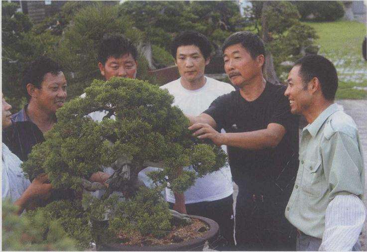 15岁那年 我种了第一盆迎春花盆景 图片