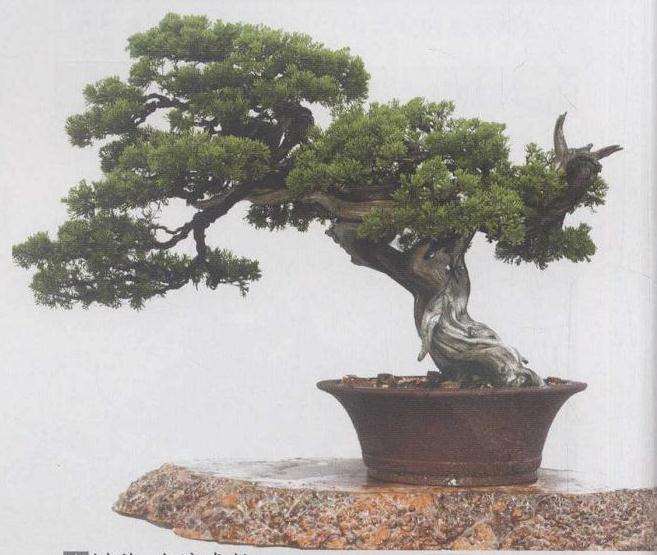 15岁那年 我种了第一盆迎春花盆景 图片