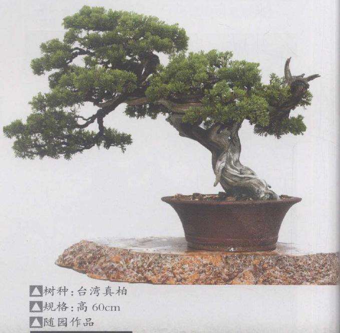 15岁那年 我种了第一盆迎春花盆景 图片