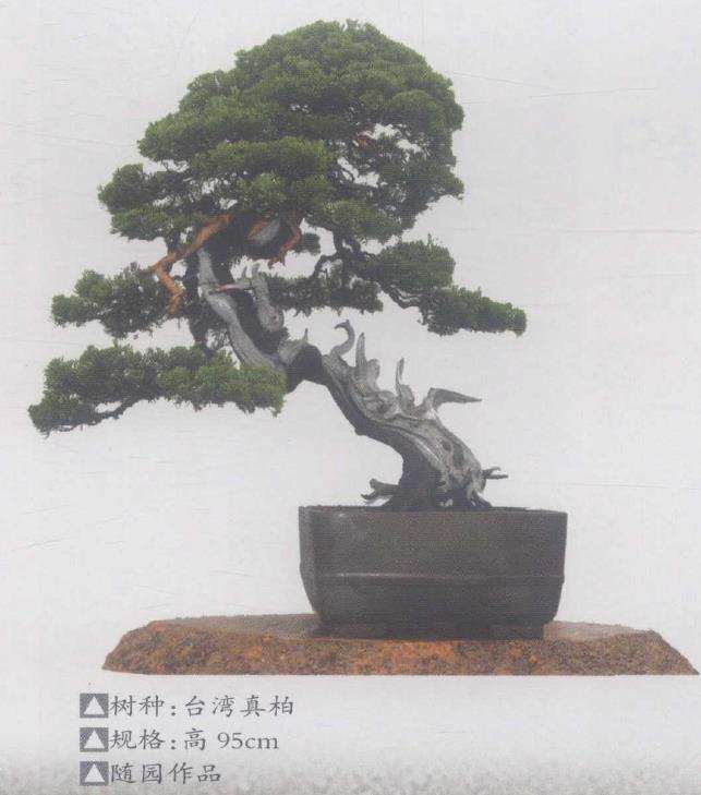 15岁那年 我种了第一盆迎春花盆景 图片