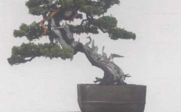 15岁那年 我种了第一盆迎春花盆景 图片