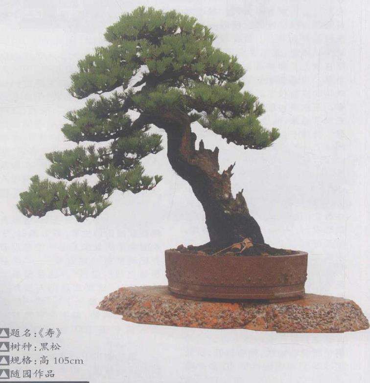 15岁那年 我种了第一盆迎春花盆景 图片