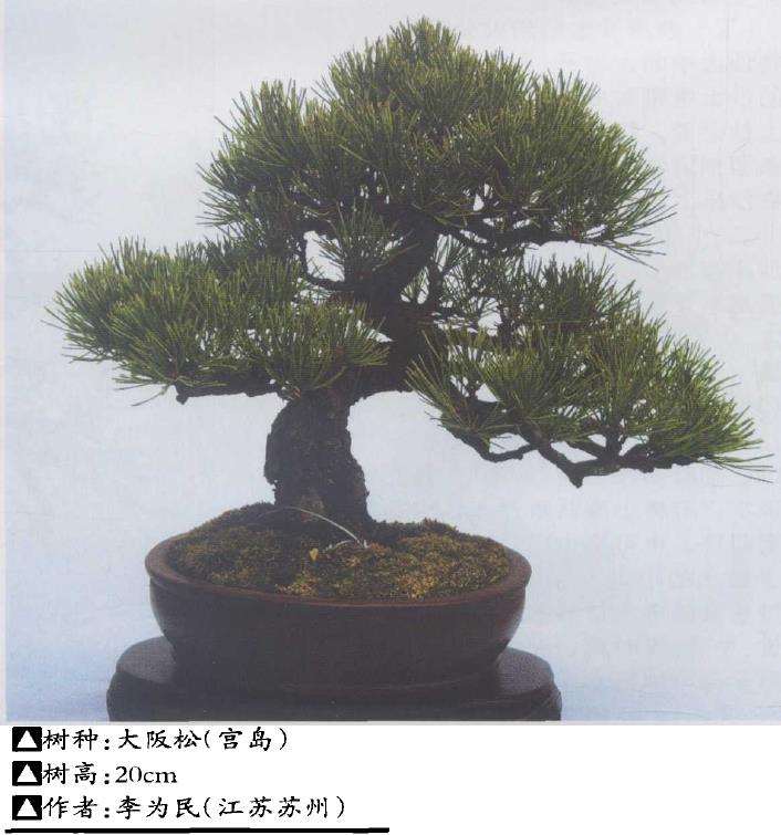 小型盆景的浇水与施肥