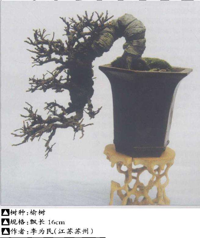 小型盆景怎么修剪保型的4个方法