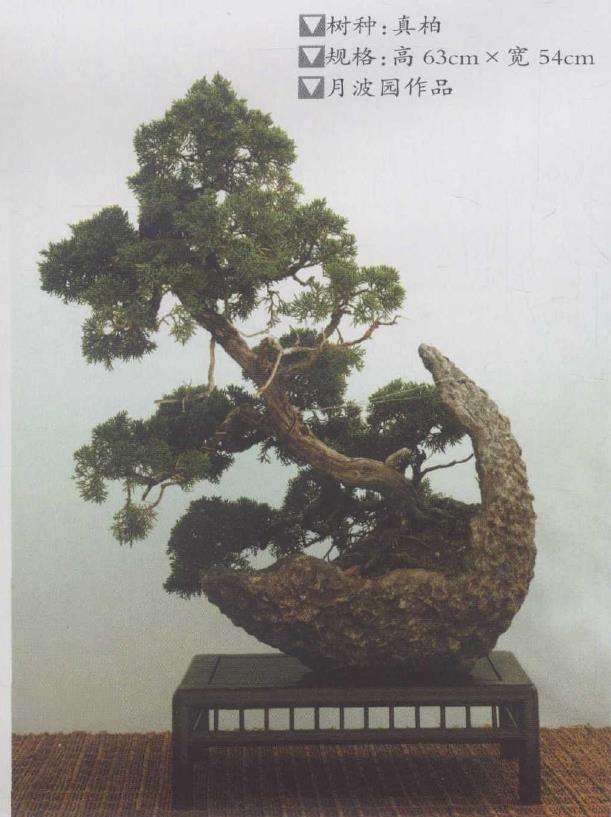 我的月波盆景园营造手记