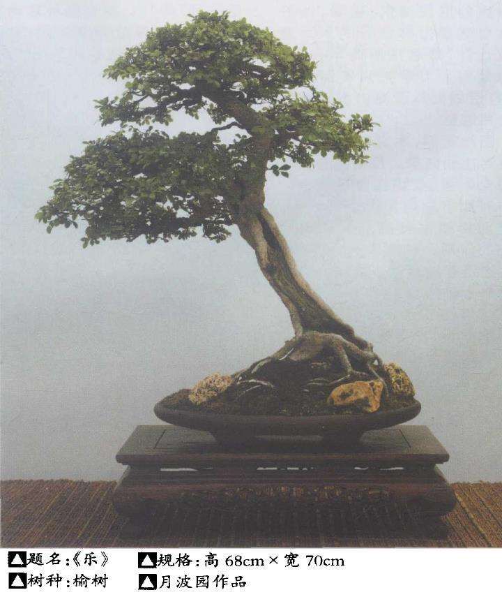 我的月波盆景园营造手记