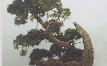 我的月波盆景园营造手记 图片