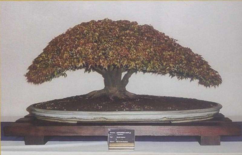 英国的伯明翰植物园举行了最佳盆景展会