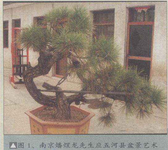 图解 安徽五河县盆景创作交流会