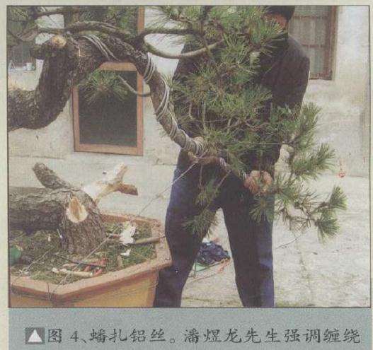 图解 安徽五河县盆景创作交流会