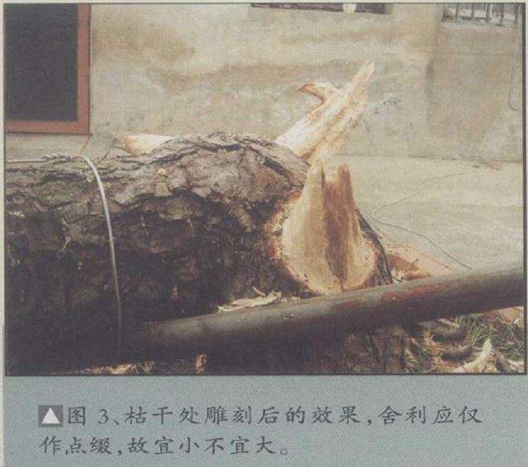 图解 安徽五河县盆景创作交流会