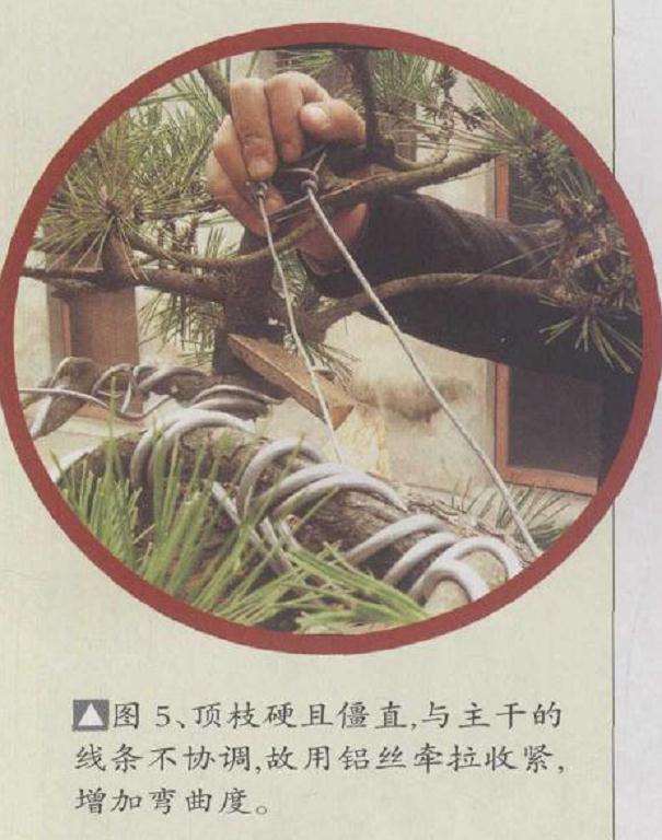 图解 安徽五河县盆景创作交流会