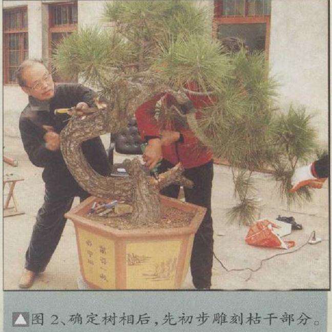 图解 安徽五河县盆景创作交流会