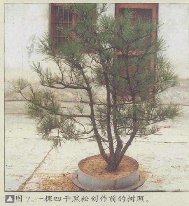 图解 安徽五河县盆景创作交流会