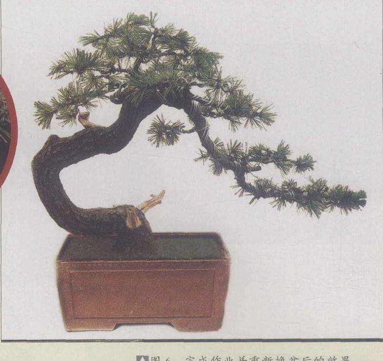 图解 安徽五河县盆景创作交流会