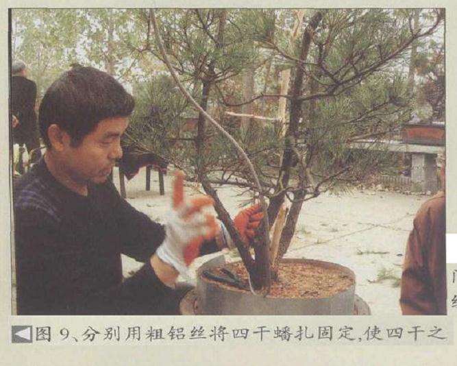 图解 安徽五河县盆景创作交流会