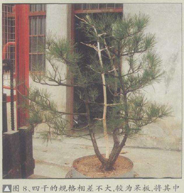 图解 安徽五河县盆景创作交流会