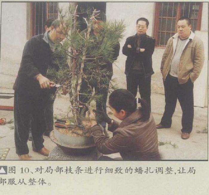 图解 安徽五河县盆景创作交流会