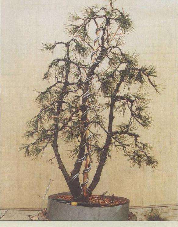 图解 安徽五河县盆景创作交流会