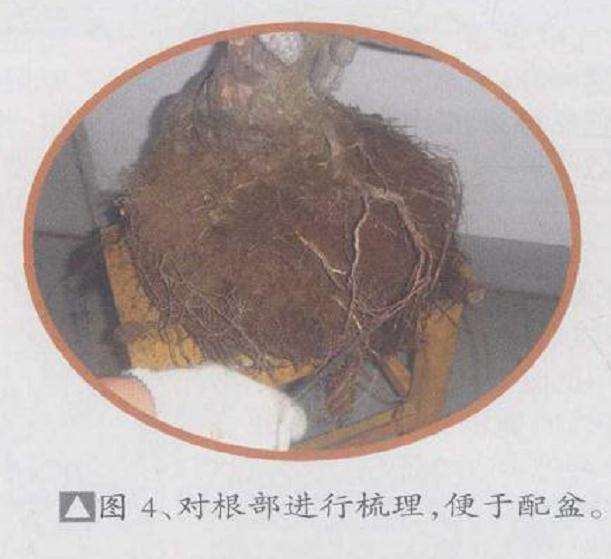 高干五针松盆景怎么创作的方法