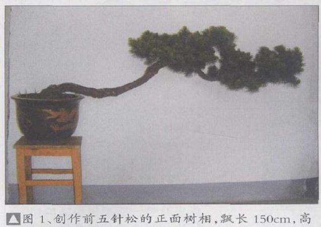 高干五针松盆景怎么创作的方法