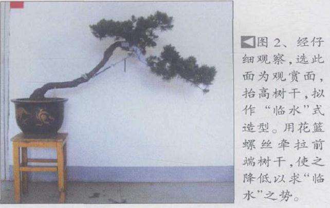 高干五针松盆景怎么创作的方法