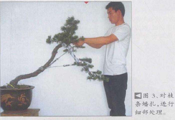 高干五针松盆景怎么创作的方法