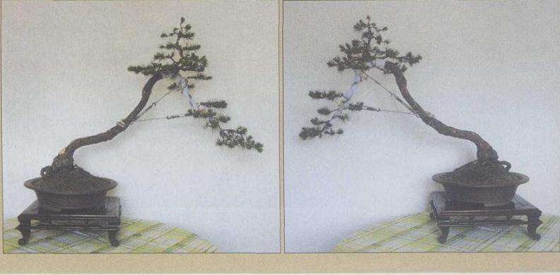 高干五针松盆景怎么创作的方法