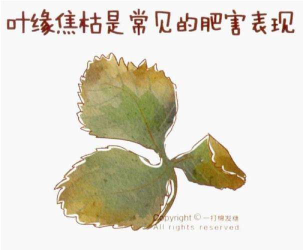 草莓盆栽怎么病虫害的3个方法 图片