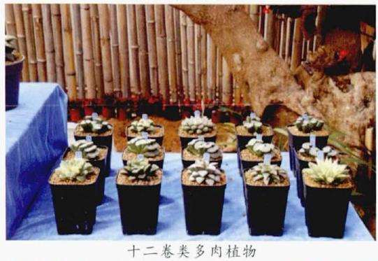 青州首届中国多肉植物展