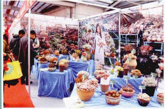 青州首届中国多肉植物展