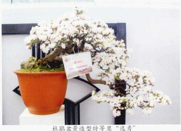 第15届中国杜鹃花展在成都开幕