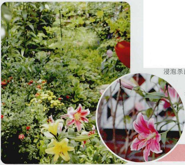 郁金香种球怎么种植的4个步骤 图片