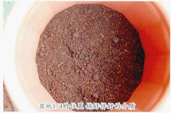 郁金香种球怎么种植的4个步骤 图片