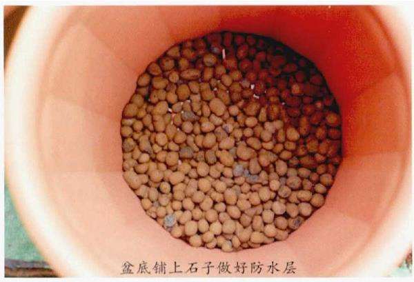 郁金香种球怎么种植的4个步骤 图片
