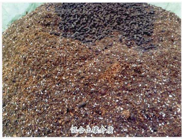 郁金香种球怎么种植的4个步骤 图片
