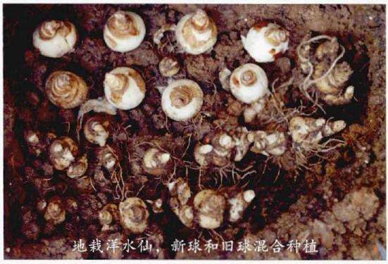 郁金香种球怎么种植的4个步骤 图片