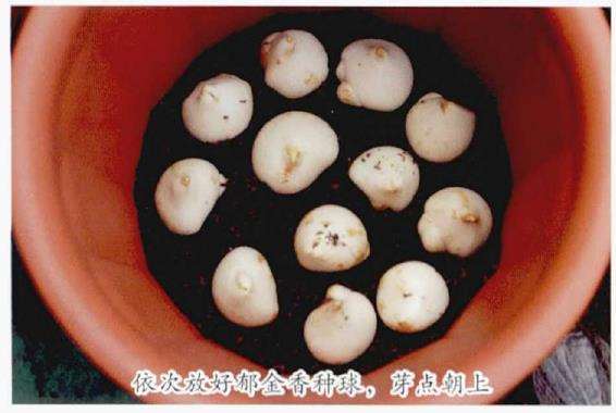郁金香种球怎么种植的4个步骤 图片