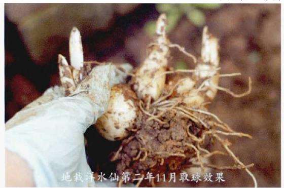 郁金香种球怎么种植的4个步骤 图片